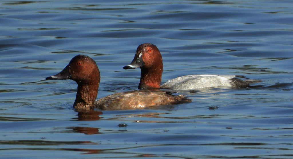 Głowienka, kaczka rdzawogłowa, kaczka czerwonoszyja, kaczka kasztanowata (Aythya ferina)