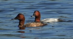 Głowienka, kaczka rdzawogłowa, kaczka czerwonoszyja, kaczka kasztanowata (Aythya ferina)