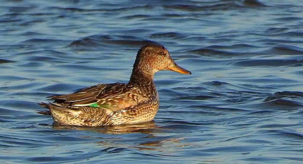 Cyraneczka zwyczajna, cyraneczka (Anas crecca)