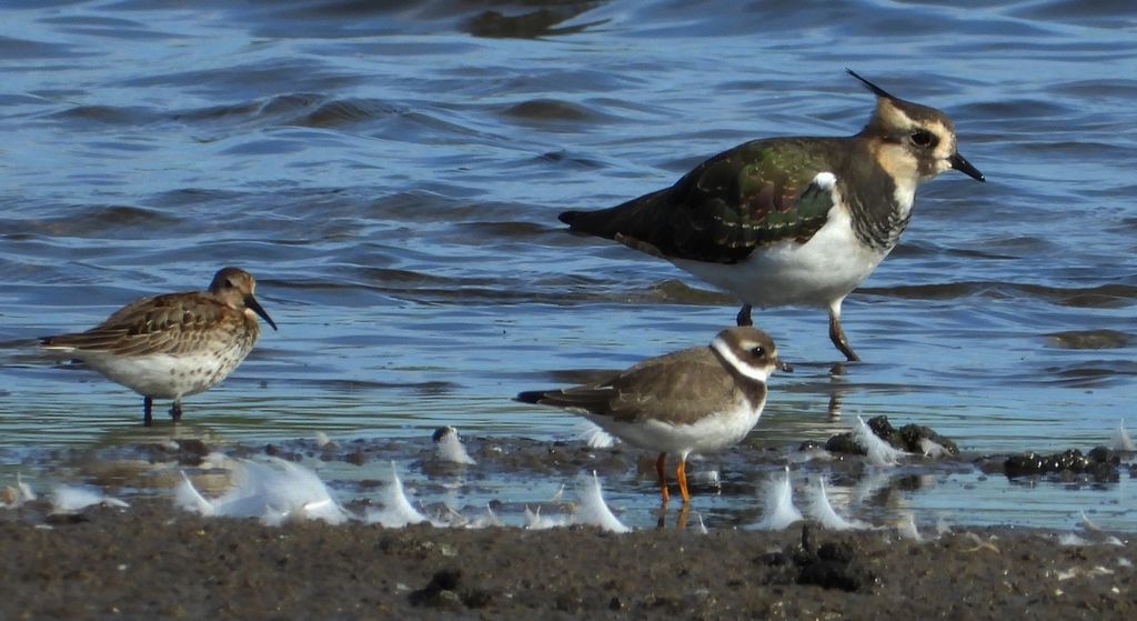 Biegus zmienny (Calidris alpina), czajka, czajka pospolita (Vanellus vanellus) i sieweczka obrożna, lądowiec (Charadrius hiaticula)