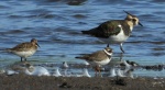 Biegus zmienny (Calidris alpina), czajka, czajka pospolita (Vanellus vanellus) i sieweczka obrożna, lądowiec (Charadrius hiaticula)