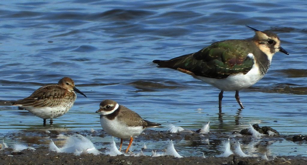 Biegus zmienny (Calidris alpina), czajka, czajka pospolita (Vanellus vanellus) i sieweczka obrożna, lądowiec (Charadrius hiaticula)