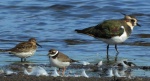 Biegus zmienny (Calidris alpina), czajka, czajka pospolita (Vanellus vanellus) i sieweczka obrożna, lądowiec (Charadrius hiaticula)
