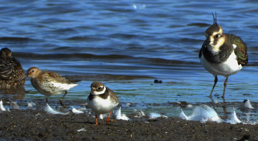 Biegus zmienny (Calidris alpina), czajka, czajka pospolita (Vanellus vanellus) i sieweczka obrożna, lądowiec (Charadrius hiaticula)