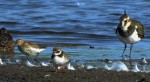Biegus zmienny (Calidris alpina), czajka, czajka pospolita (Vanellus vanellus) i sieweczka obrożna, lądowiec (Charadrius hiaticula)