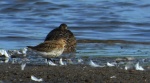 Biegus zmienny (Calidris alpina)