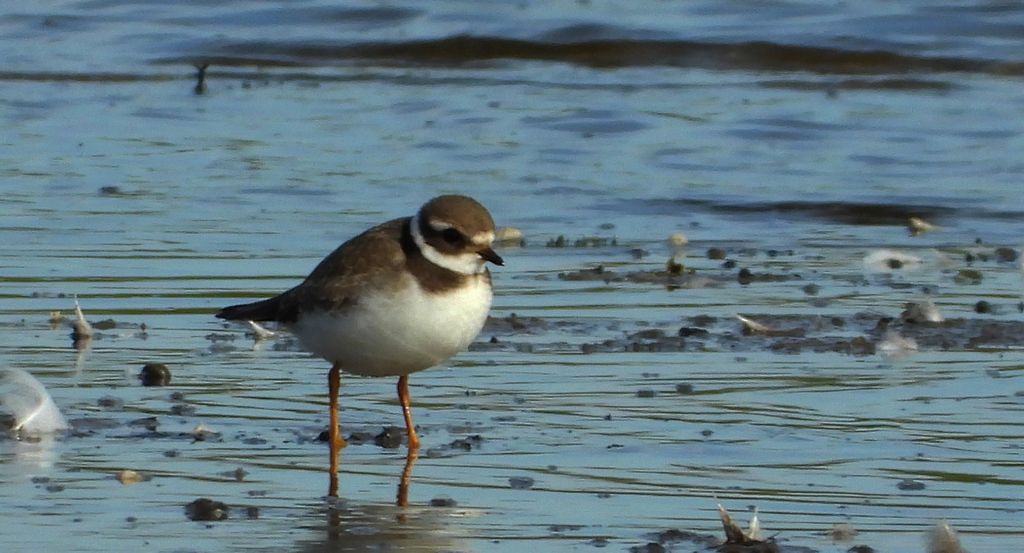 Sieweczka obrożna, lądowiec (Charadrius hiaticula)