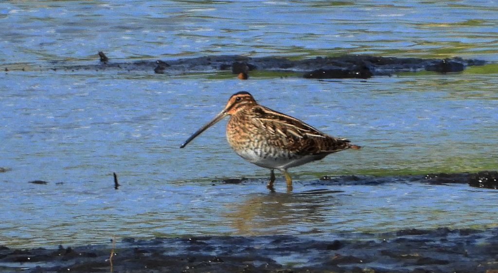 Kszyk, bekas kszyk, bekas baranek (Gallinago gallinago)
