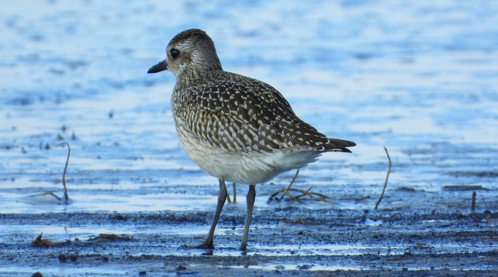 Siewnica (Pluvialis squatarola)