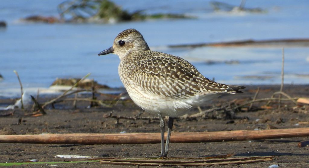 Siewnica (Pluvialis squatarola)