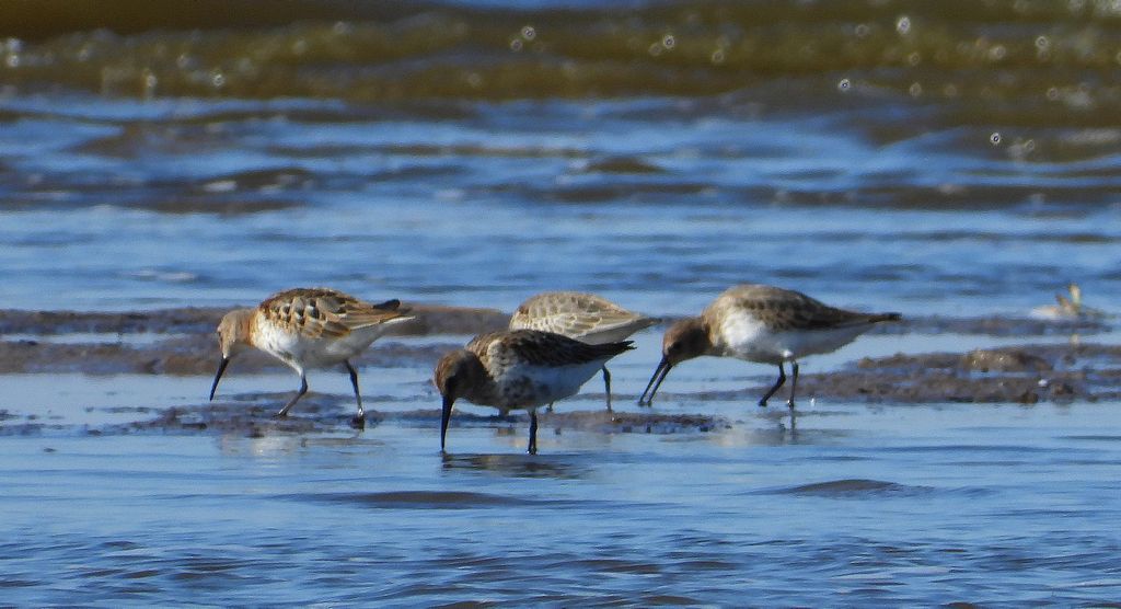 Biegus zmienny (Calidris alpina)