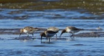 Biegus zmienny (Calidris alpina)