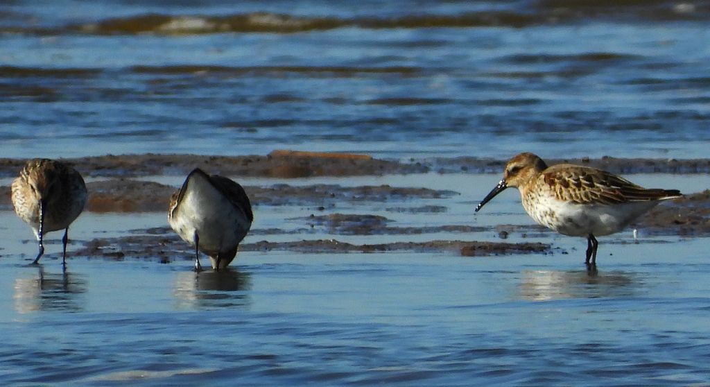 Biegus zmienny (Calidris alpina)