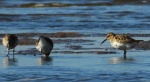 Biegus zmienny (Calidris alpina)