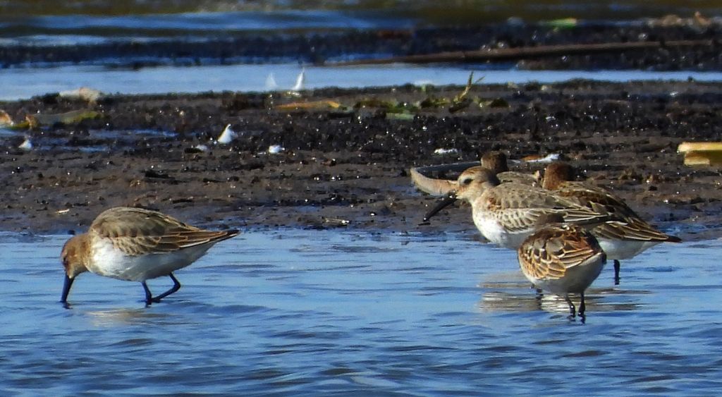 Biegus zmienny (Calidris alpina)