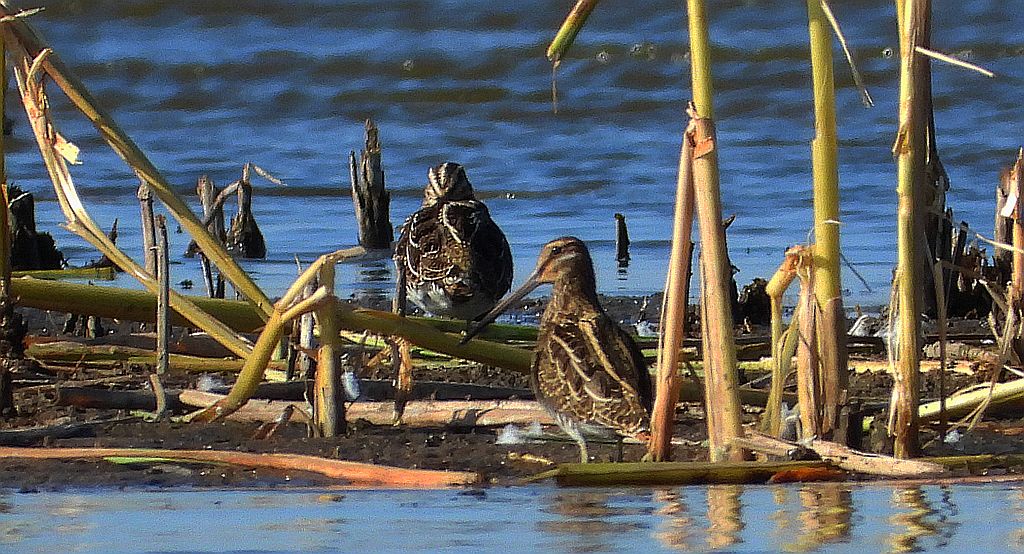 Kszyk, bekas kszyk, bekas baranek (Gallinago gallinago)