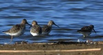 Biegus zmienny (Calidris alpina)