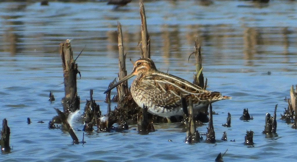 Kszyk, bekas kszyk, bekas baranek (Gallinago gallinago)