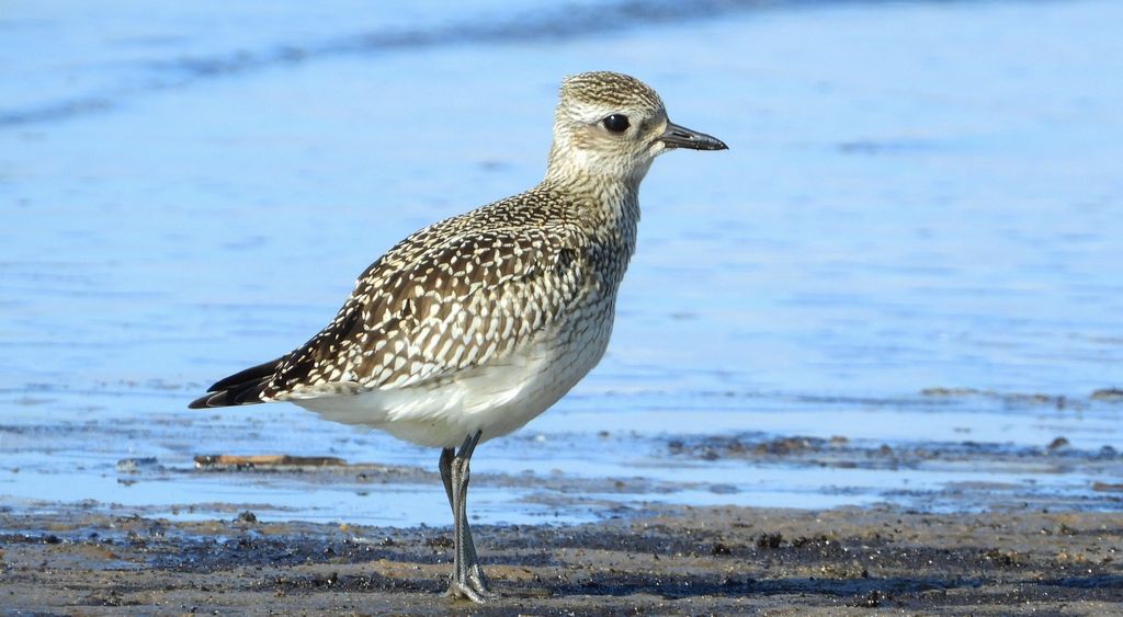 Siewnica (Pluvialis squatarola)