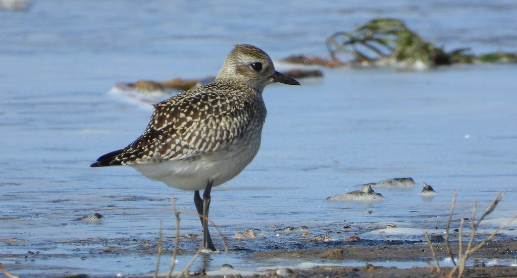 Siewnica (Pluvialis squatarola)