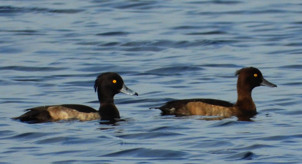 Czernica, kaczka czernica, kaczka czubata, kaczka czarnoczuba (Aythya fuligula)