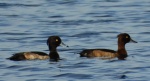 Czernica, kaczka czernica, kaczka czubata, kaczka czarnoczuba (Aythya fuligula)