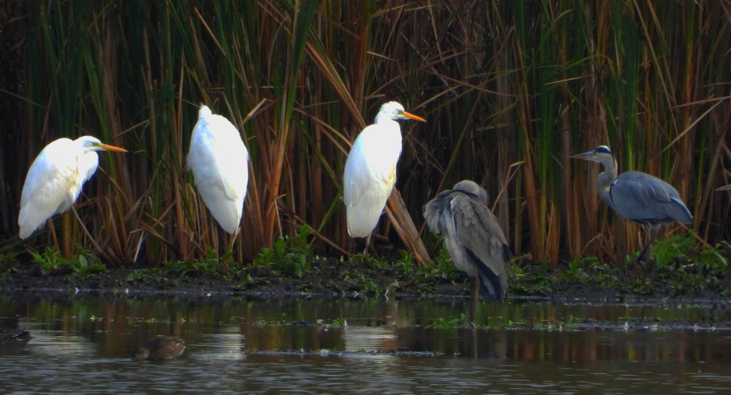 Czapla siwa (Ardea cinerea) i czapla biała (Ardea alba)