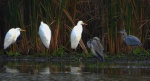 Czapla siwa (Ardea cinerea) i czapla biała (Ardea alba)
