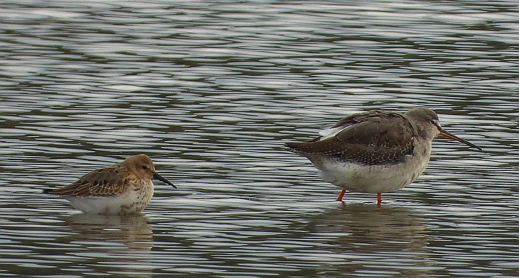 Brodziec śniady (Tringa erythropus) i biegus zmienny (Calidris alpina)
