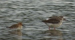Brodziec śniady (Tringa erythropus) i biegus zmienny (Calidris alpina)