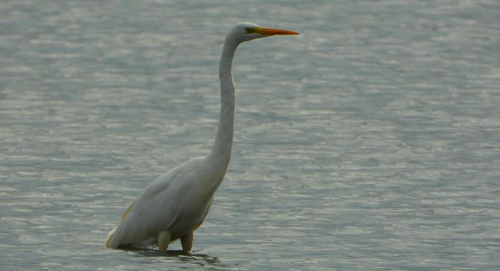 Czapla biała (Ardea alba)