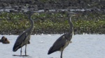 Czapla siwa (Ardea cinerea)