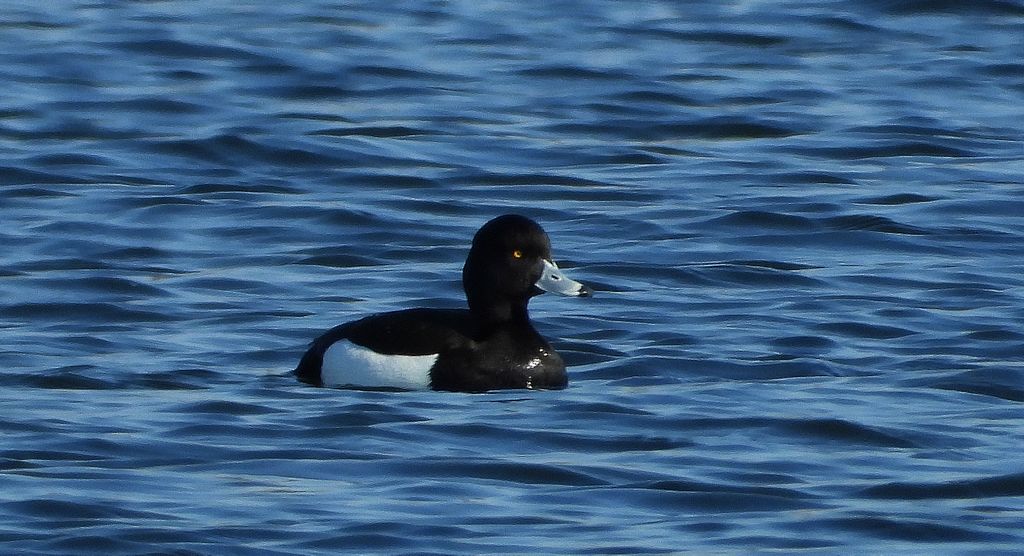 Czernica, kaczka czernica, kaczka czubata, kaczka czarnoczuba (Aythya fuligula)