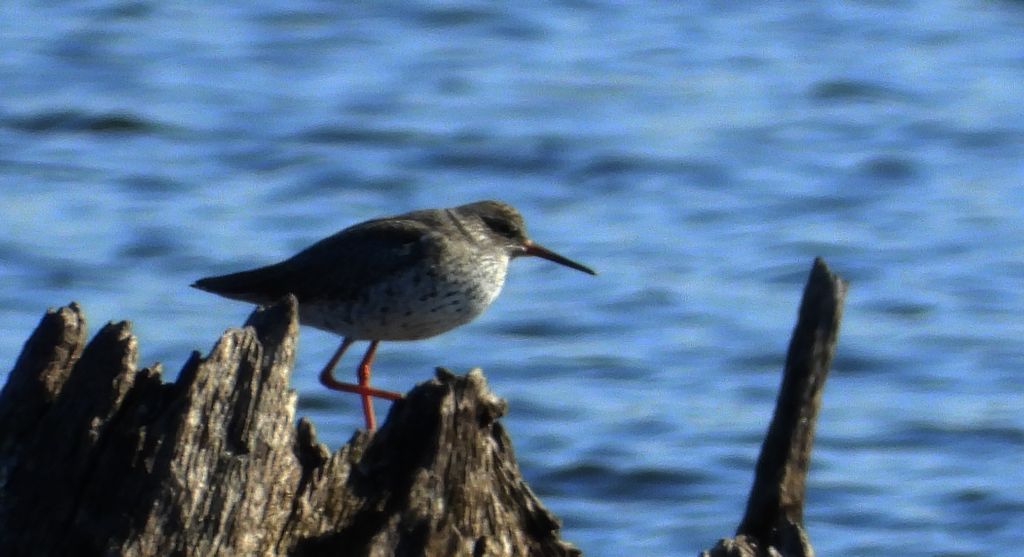 Krwawodziób, brodziec krwawodzioby (Tringa totanus)