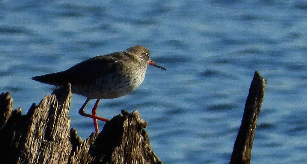 Krwawodziób, brodziec krwawodzioby (Tringa totanus)