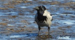 Wrona siwa, wrona (Corvus corone)
