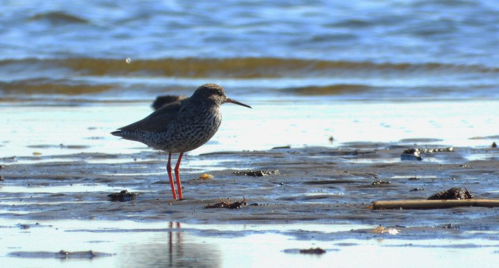 Krwawodziób, brodziec krwawodzioby (Tringa totanus)