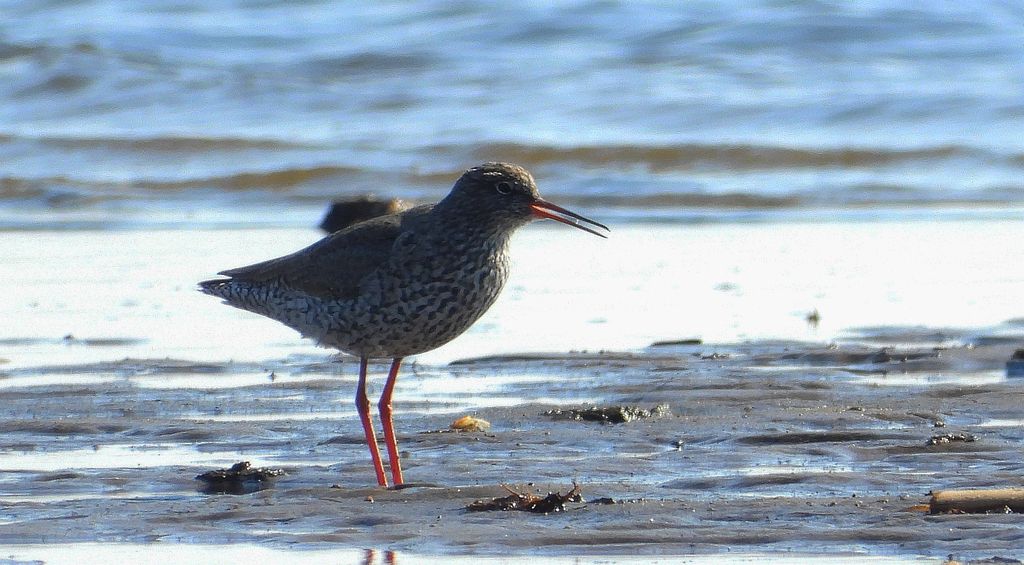 Krwawodziób, brodziec krwawodzioby (Tringa totanus)