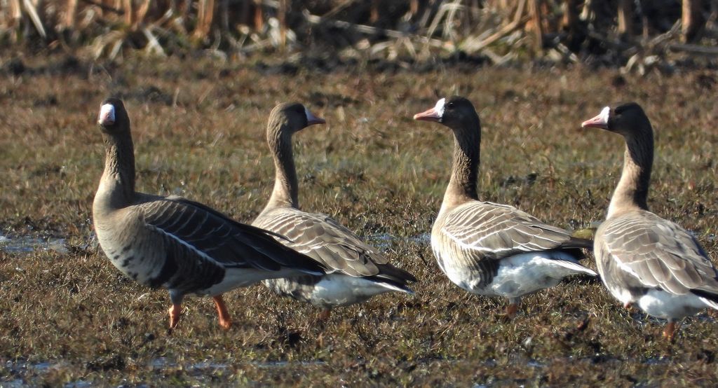 Gęś białoczelna, gęś białoczółka (Anser albifrons)