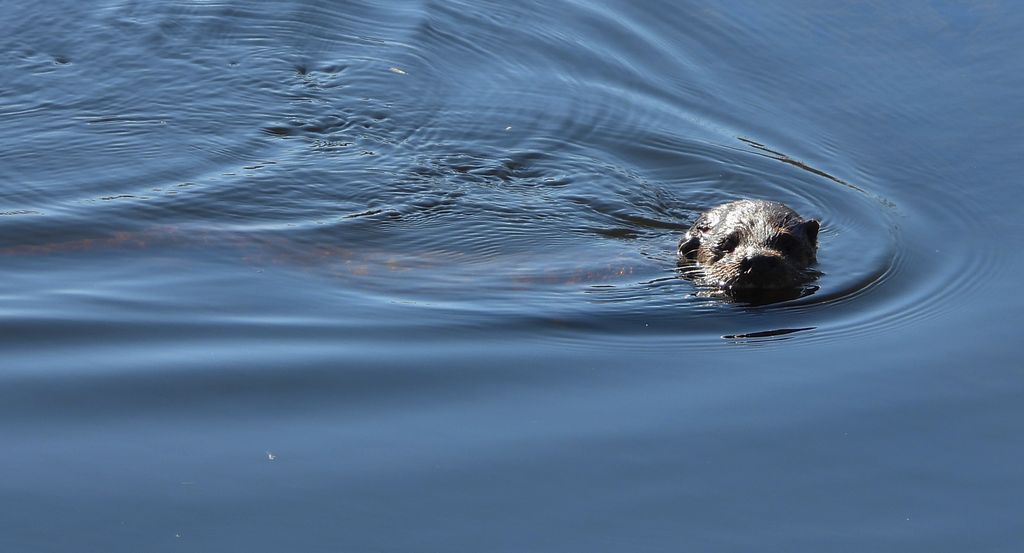 Wydra europejska, wydra (Lutra lutra)