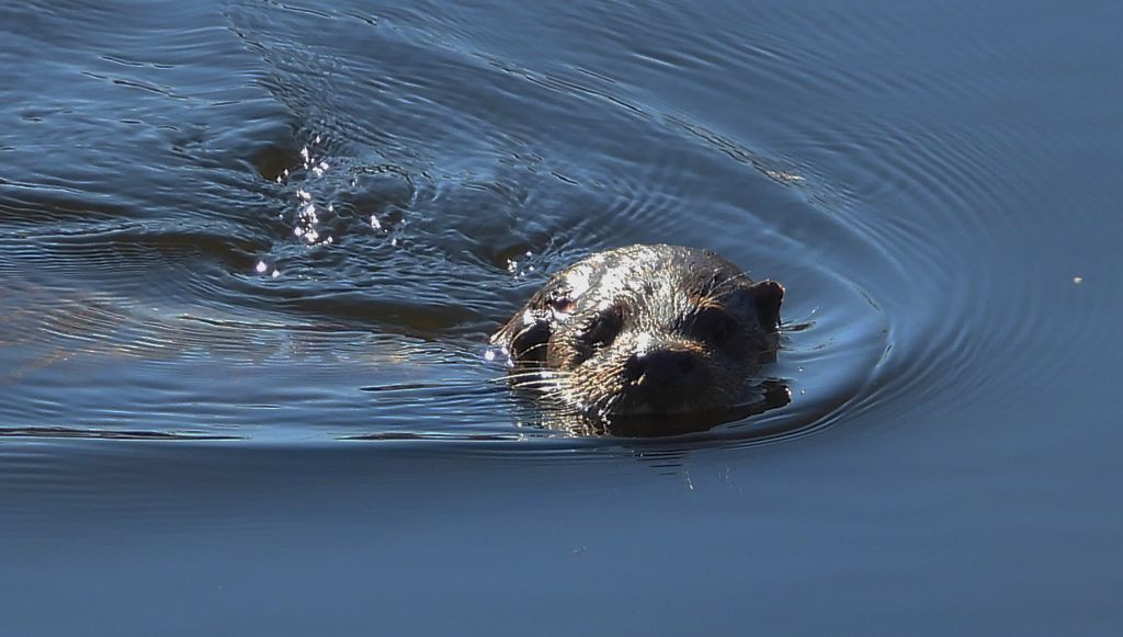 Wydra europejska, wydra (Lutra lutra)