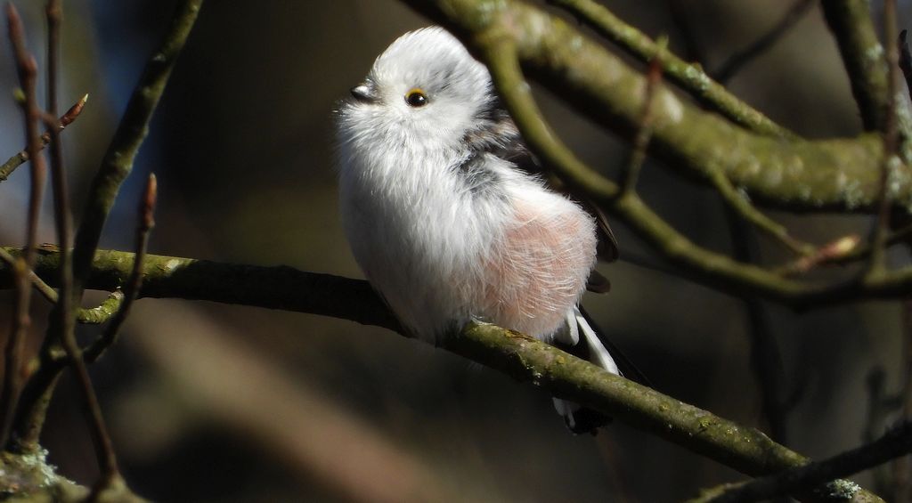 Raniuszek zwyczajny, raniuszek (Aegithalos caudatus)