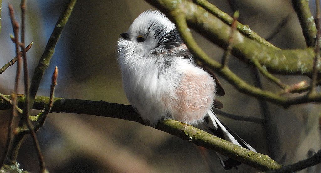 Raniuszek zwyczajny, raniuszek (Aegithalos caudatus)