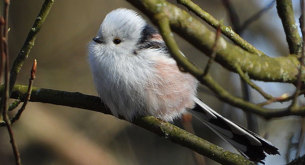 Raniuszek zwyczajny, raniuszek (Aegithalos caudatus)