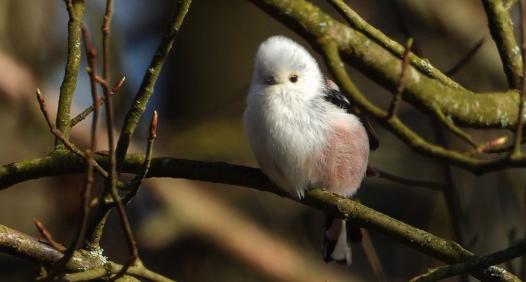 Raniuszek zwyczajny, raniuszek (Aegithalos caudatus)