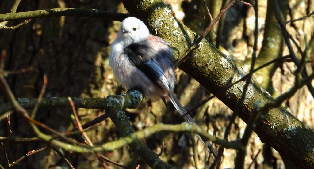 Raniuszek zwyczajny, raniuszek (Aegithalos caudatus)