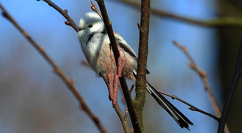 Raniuszek zwyczajny, raniuszek (Aegithalos caudatus)