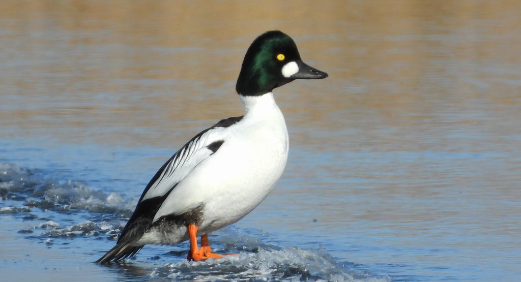 Gągoł, gągoł krzykliwy (Bucephala clangula)