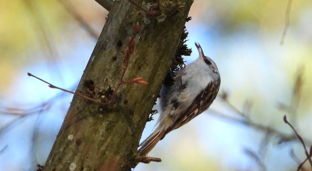 Pełzacz leśny (Certhia familiaris)