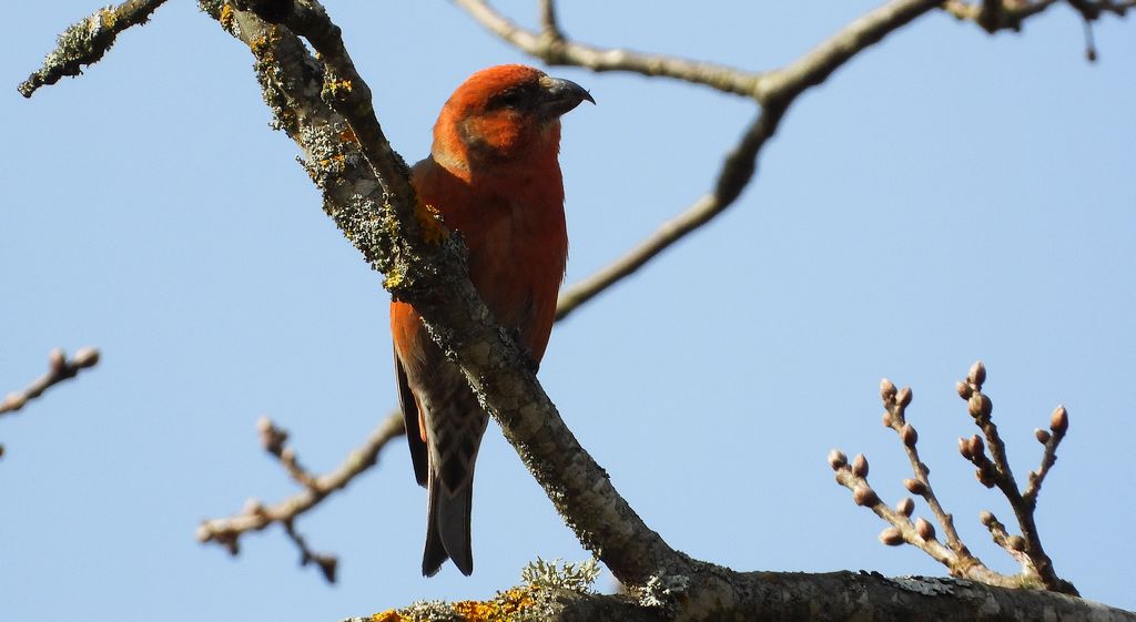 Krzyżodziób świerkowy (Loxia curvirostra)